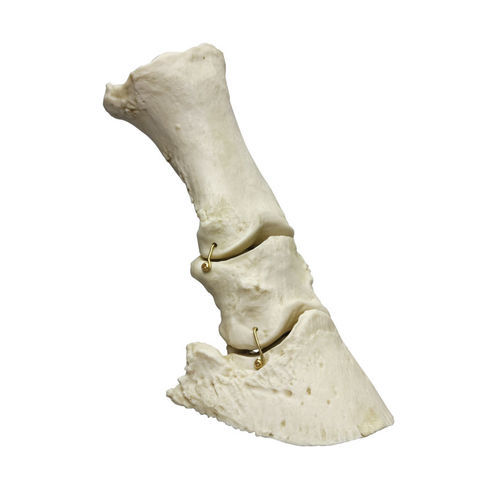 Anatomisches Skelettmodell - VET4360 - Erler-Zimmer - Fuß / für Veterinärbehandlung / Pferd