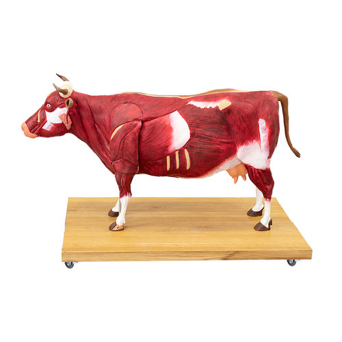 Anatomisches Modell / Muskel - VET3300 - Erler-Zimmer - Ganzkörper / für Veterinärbehandlung / mit Muskulatur