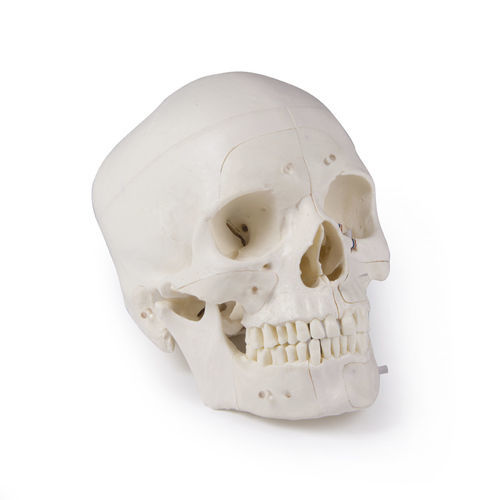 Anatomisches Schädelmodell - 4800 - Erler-Zimmer - Knochen / Kopf / für Neurochirurgie