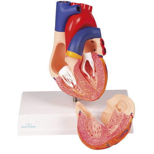 Anatomisches Herzmodell - G310 - Erler-Zimmer - für die Ausbildung