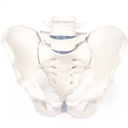 Anatomisches Modell / Becken - 4056 - Erler-Zimmer - Kreuzbein / für die Ausbildung / männlich