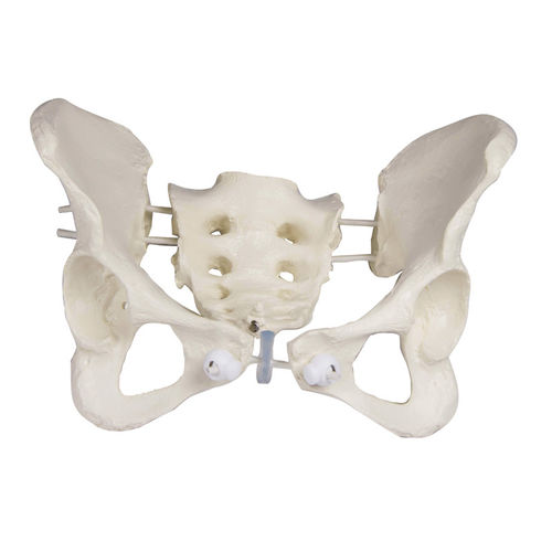 Anatomisches Modell / Knochen - 4054G - Erler-Zimmer - Becken / weiblich / flexibel