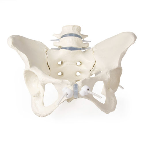 Anatomisches Modell / Knochen - 4058G - Erler-Zimmer - Becken / Lendenwirbelsäule / Kreuzbein