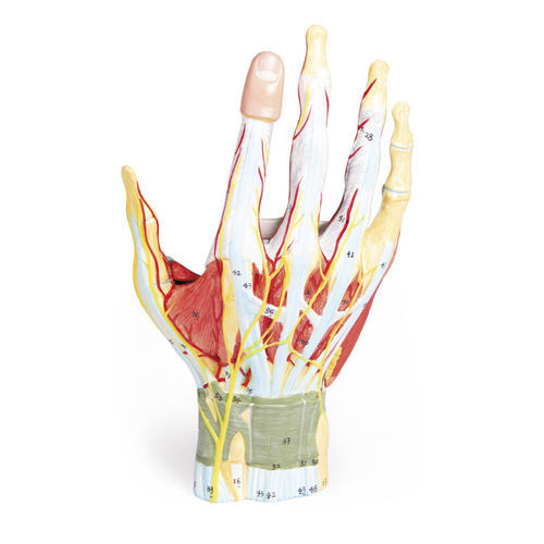 Anatomisches Modell / Blutgefäße - M161 - Erler-Zimmer - Hand