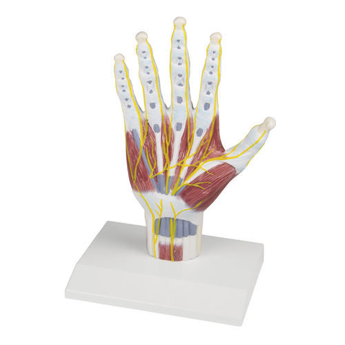 Anatomisches Modell / Hand - M260 - Erler-Zimmer
