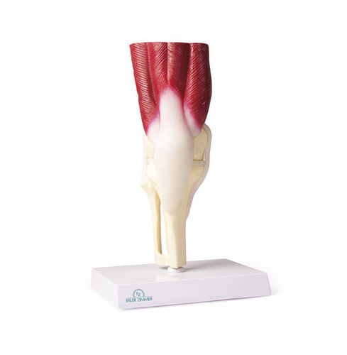 Anatomisches Modell / Knie - 4662 - Erler-Zimmer - Gelenk