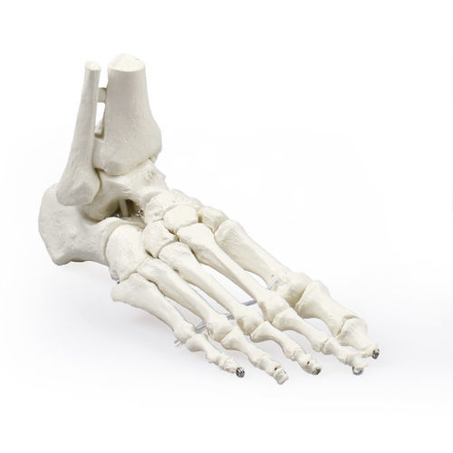 Anatomisches Skelettmodell - 6053 - Erler-Zimmer - Tibia / Fuß / für die Ausbildung