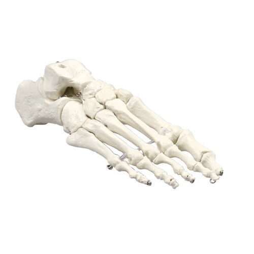 Anatomisches Skelettmodell - 6050 - Erler-Zimmer - Fuß / für die Ausbildung