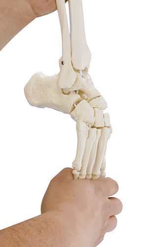 Anatomisches Modell / Fuß - 6056 - Erler-Zimmer