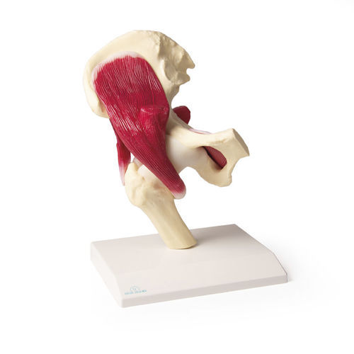 Hüfte anatomisches Modell - 4663 - Erler-Zimmer - Gelenk / mit Muskulatur