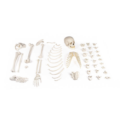 Anatomisches Skelettmodell - 3024 - Erler-Zimmer - für die Ausbildung / exartikuliert