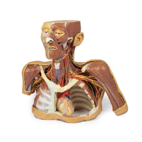 Anatomisches Modell / Kopf - MP1250 - Erler-Zimmer - Hals / Thorax / für die Ausbildung