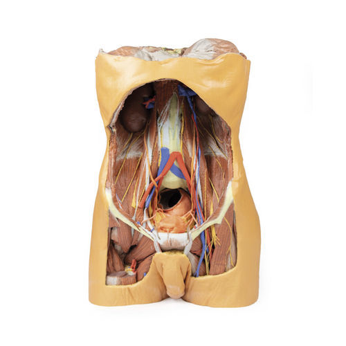 Anatomisches Modell / Oberkörper - MP1300 - Erler-Zimmer - Abdomen / für die Ausbildung