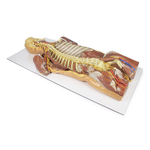Anatomisches Modell / Thorax - MP1410 - Erler-Zimmer - für die Ausbildung
