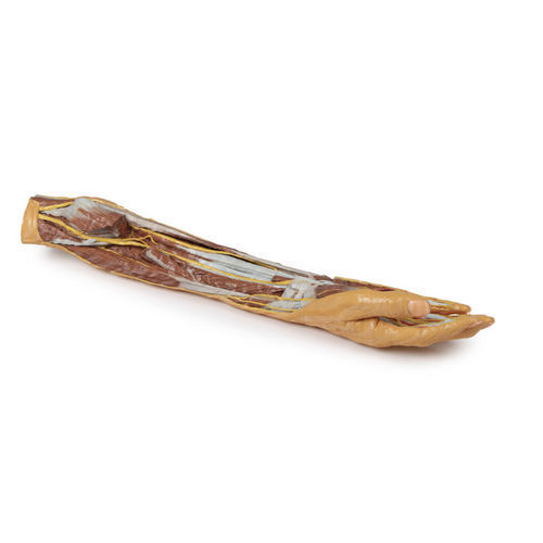 Anatomisches Modell / Arm - MP1512 - Erler-Zimmer - für die Ausbildung
