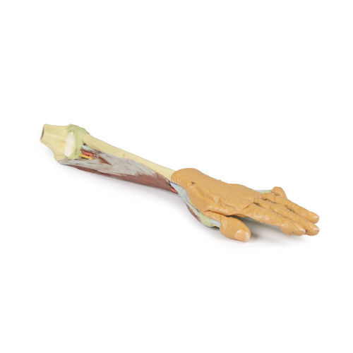 Anatomisches Modell / Arm - MP1514 - Erler-Zimmer - für die Ausbildung