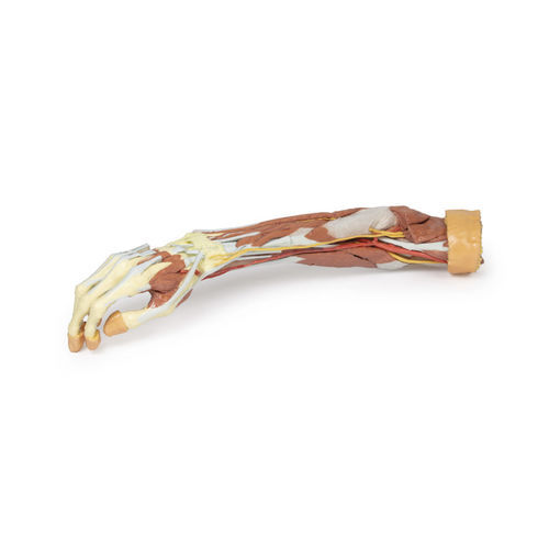 Anatomisches Modell / Arm - MP1513 - Erler-Zimmer - für die Ausbildung