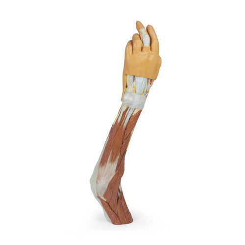 Anatomisches Modell / Arm - MP1510 - Erler-Zimmer - für die Ausbildung