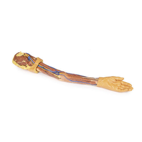 Anatomisches Modell / Arm - MP1500 - Erler-Zimmer - für die Ausbildung