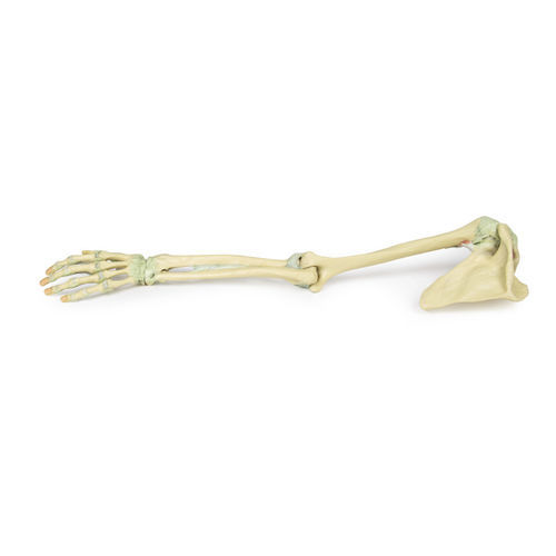 Anatomisches Modell / Arm - MP1520 - Erler-Zimmer - für die Ausbildung