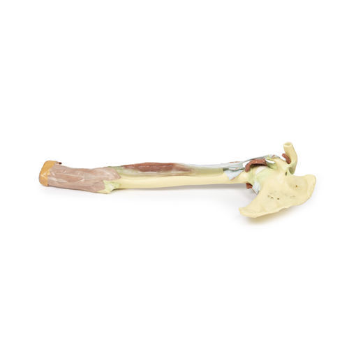 Anatomisches Modell / Arm - MP1515 - Erler-Zimmer - für die Ausbildung