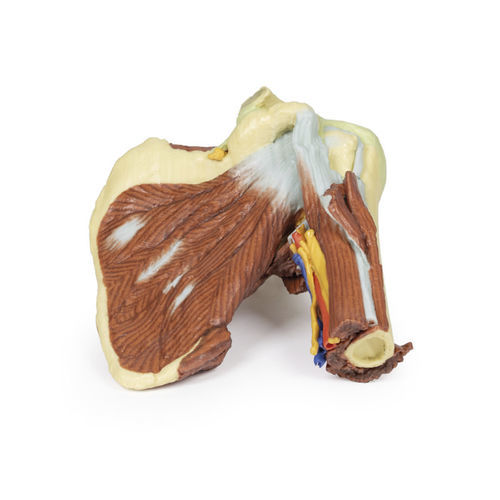 Anatomisches Modell / Schulter - MP1525 - Erler-Zimmer - für die Ausbildung
