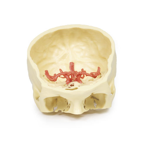 Anatomisches Schädelmodell - MP1600 - Erler-Zimmer - Arterie / für die Ausbildung