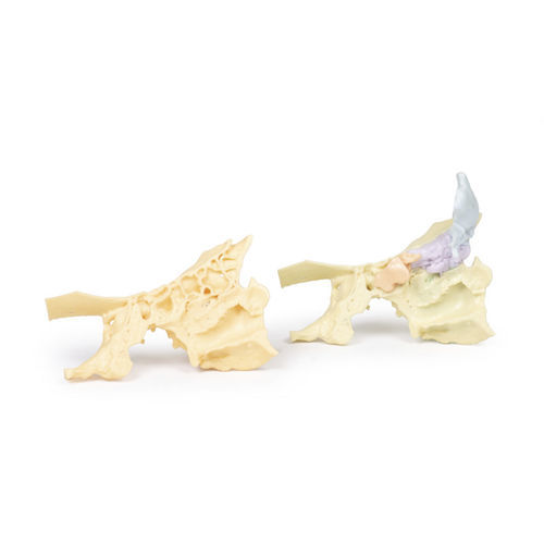 Anatomisches Modell / Nase - MP1630 - Erler-Zimmer - für die Ausbildung