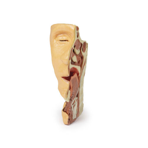 Gesicht anatomisches Modell - MP1665 - Erler-Zimmer - für die Ausbildung