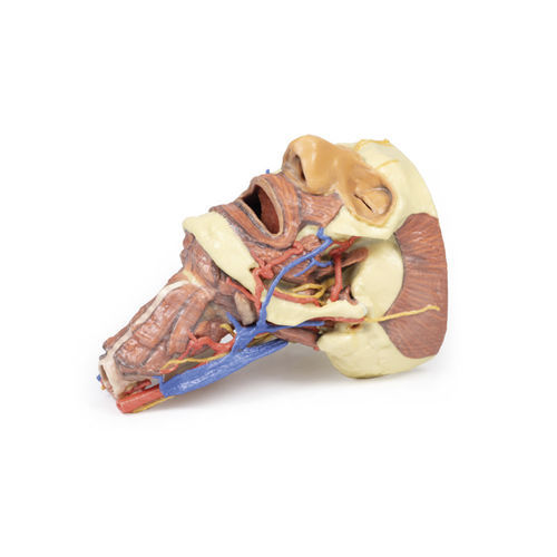 Anatomisches Modell / Kopf - MP1670 - Erler-Zimmer - für die Ausbildung