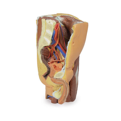 Anatomisches Modell / Becken - MP1765 - Erler-Zimmer - für die Ausbildung / männlich