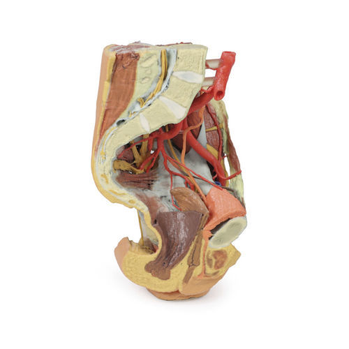 Anatomisches Modell / Becken - MP1780 - Erler-Zimmer - für die Ausbildung / weiblich