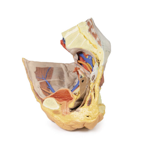 Anatomisches Modell / Becken - MP1783 - Erler-Zimmer - für die Ausbildung / weiblich