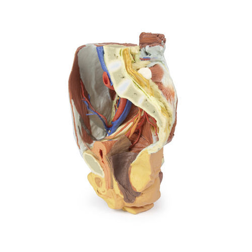 Anatomisches Modell / Becken - MP1785 - Erler-Zimmer - für die Ausbildung / weiblich