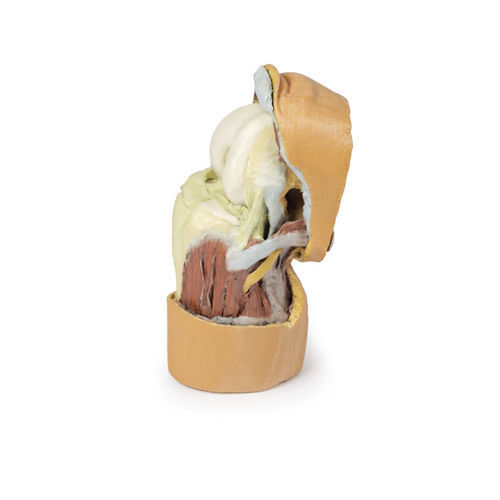 Anatomisches Modell / Knie - MP1807 - Erler-Zimmer - für die Ausbildung