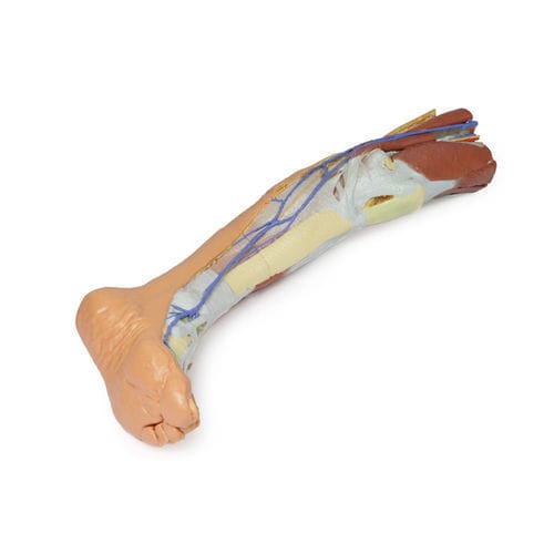 Anatomisches Modell / Bein - MP1816 - Erler-Zimmer - für die Ausbildung