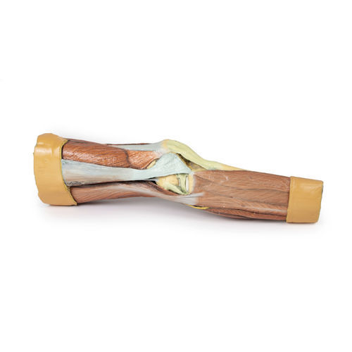 Anatomisches Modell / untere Extremitäten - MP1810 - Erler-Zimmer - für die Ausbildung