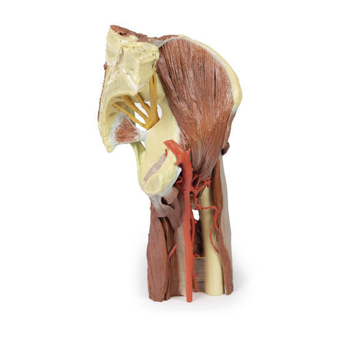 Anatomisches Modell / untere Extremitäten - MP1813 - Erler-Zimmer - für die Ausbildung