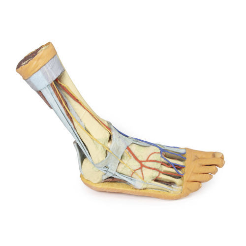 Anatomisches Modell / Fuß - MP1930 - Erler-Zimmer - für die Ausbildung