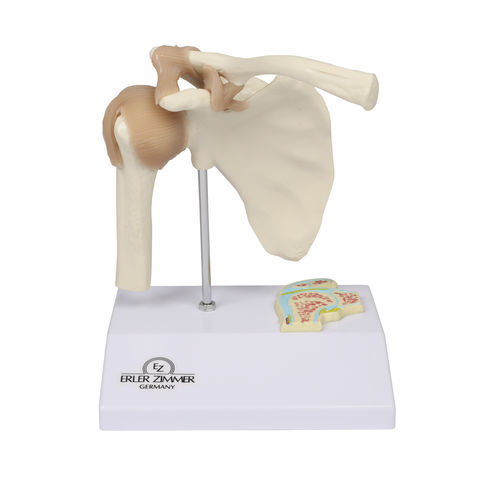 Anatomisches Modell / Schulter - 4520 - Erler-Zimmer - Gelenk / für die Ausbildung / Miniatur