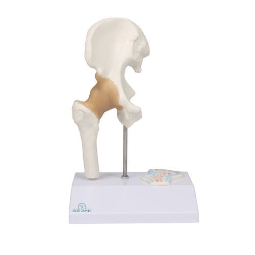 Hüfte anatomisches Modell - 4523 - Erler-Zimmer - Gelenk / für die Ausbildung / Miniatur