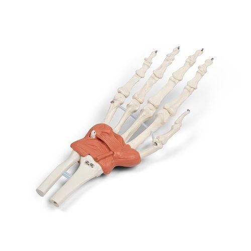 Anatomisches Modell / Handgelenk - 6018 - Erler-Zimmer - Ligamentum pisohamatum / Ligamentum pisometacarpale / Ligamentum radiocarpale dorsale