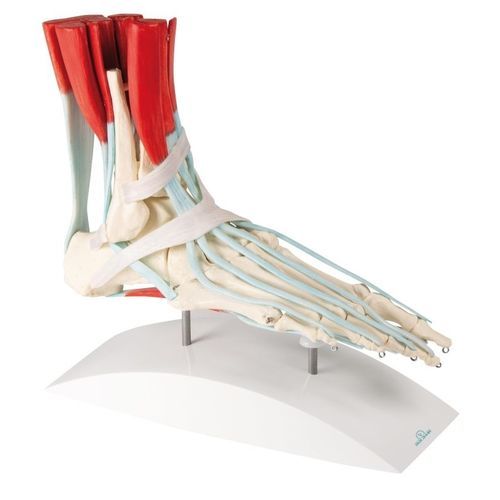 Anatomisches Modell / Fuß - 6052 - Erler-Zimmer - Ausbildung / mit Muskulatur