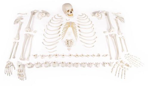 Anatomisches Skelettmodell - 3020 - Erler-Zimmer - für die Ausbildung / exartikuliert