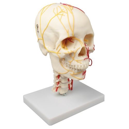Anatomisches Schädelmodell - 4516 - Erler-Zimmer - für die Ausbildung / Miniatur