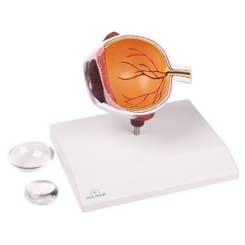Auge anatomisches Modell - F50 - Erler-Zimmer - für die Ausbildung