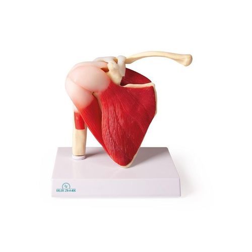 Anatomisches Modell / Schulter - 4661 - Erler-Zimmer - Gelenk / für die Ausbildung / mit Muskulatur