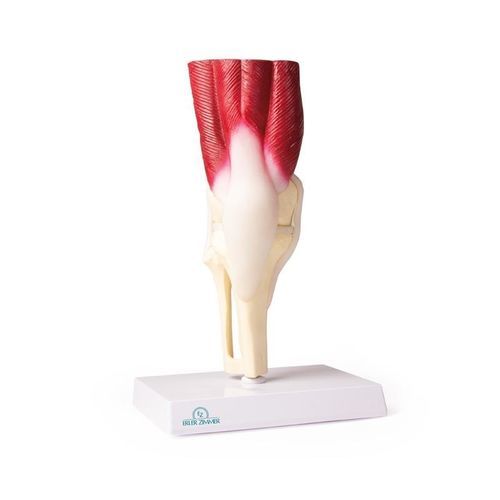 Anatomisches Modell / Knie - 4662 - Erler-Zimmer - Gelenk / für die Ausbildung / mit Muskulatur