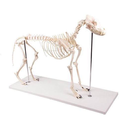 Anatomisches Modell / Ganzkörper - VET1700 - Erler-Zimmer - Skelett / für Veterinärbehandlung / Hund