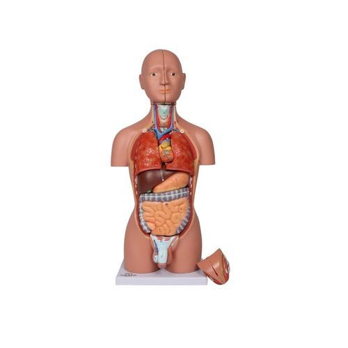 Anatomisches Modell / Rumpf - B223 - Erler-Zimmer - Ausbildung